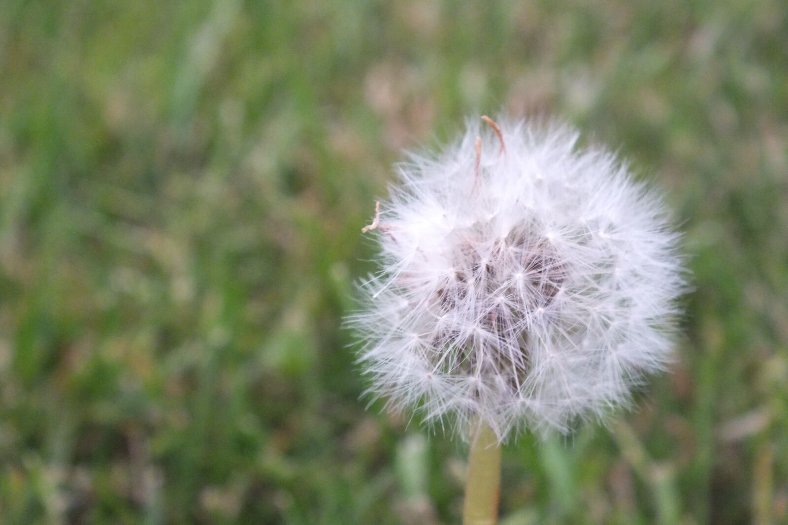 FujiFilm FinePix HS20 EXR (FinePix HS22 EXR) sample photo. Breathe, flower, puffs photography