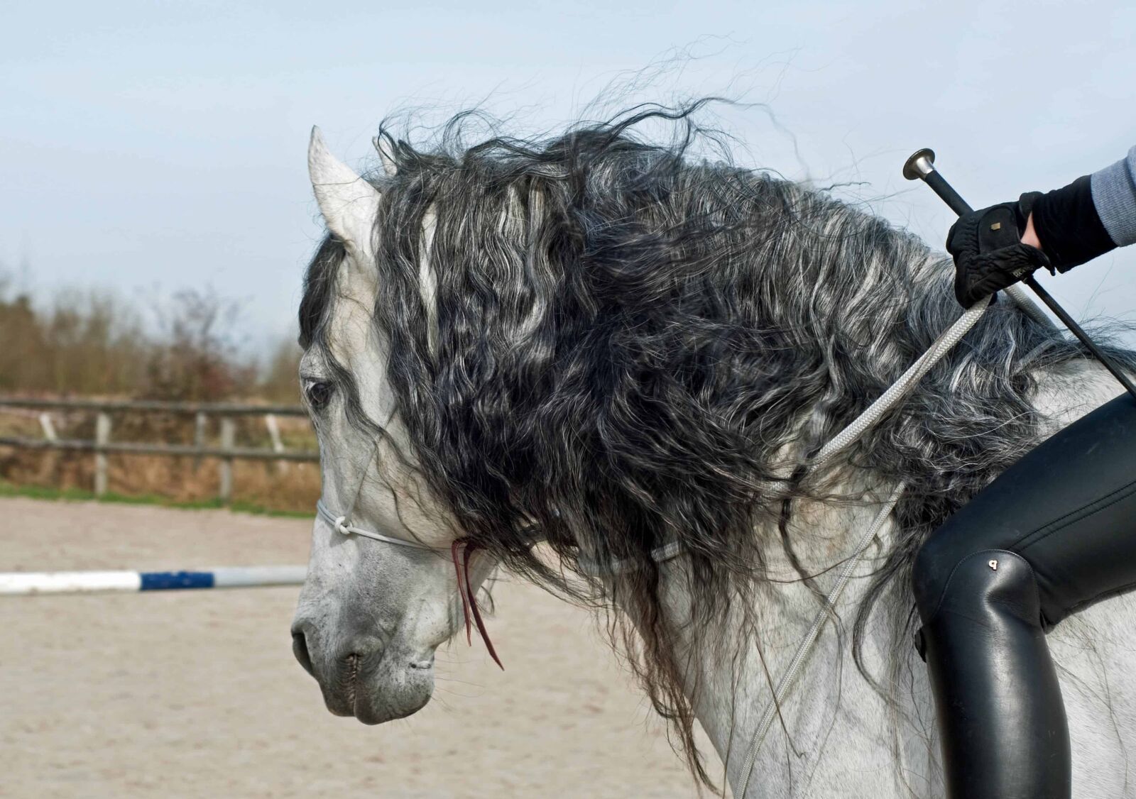 Nikon D300 sample photo. Outdoor, hair, horse, man photography