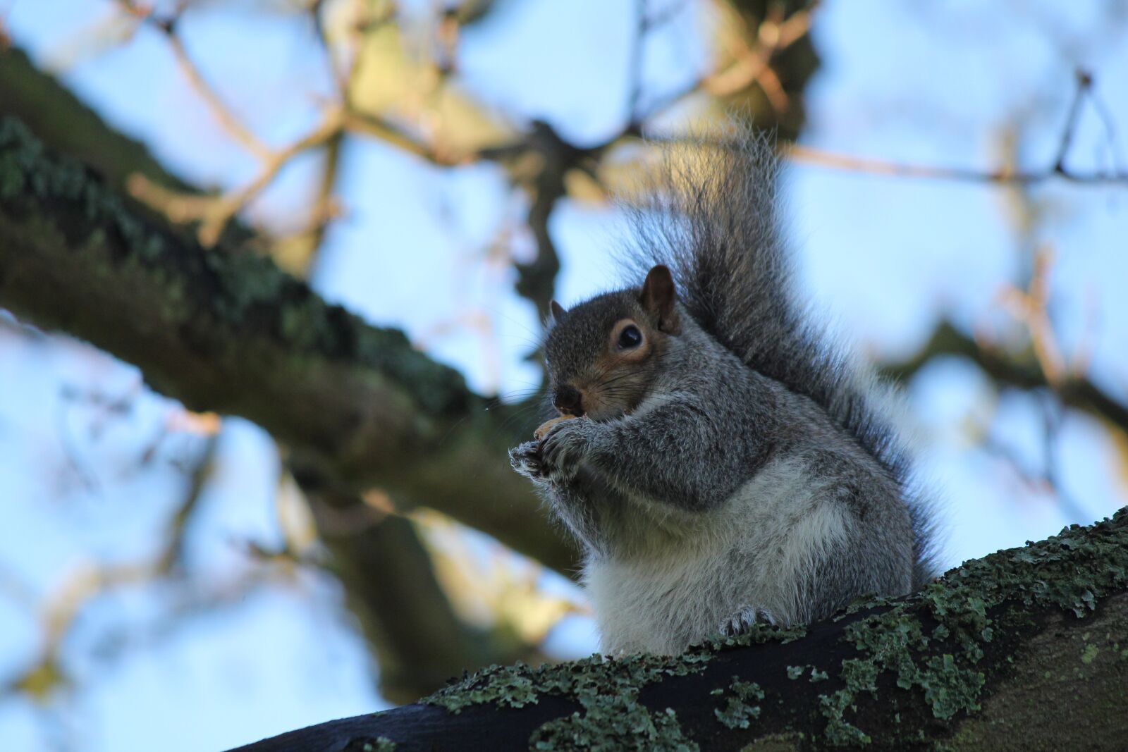 Canon EOS 550D (EOS Rebel T2i / EOS Kiss X4) sample photo. Squirrel, animal, wildlife photography