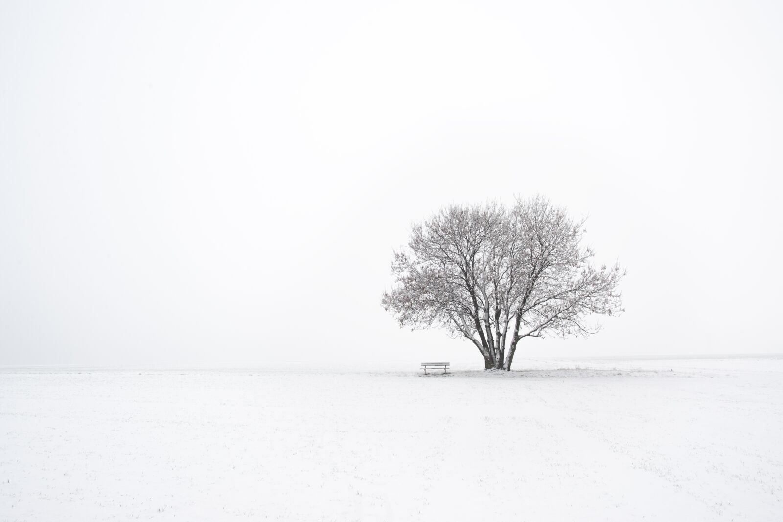 Nikon D600 sample photo. Winter, tree, snow photography