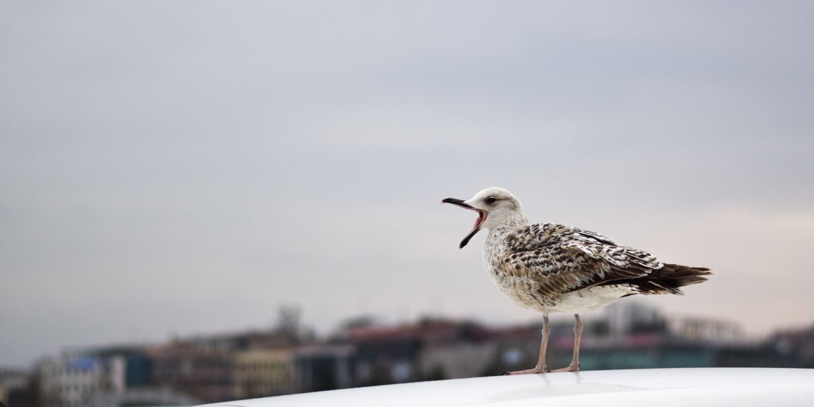 Nikon D5300 sample photo. Bird, nature, sea photography