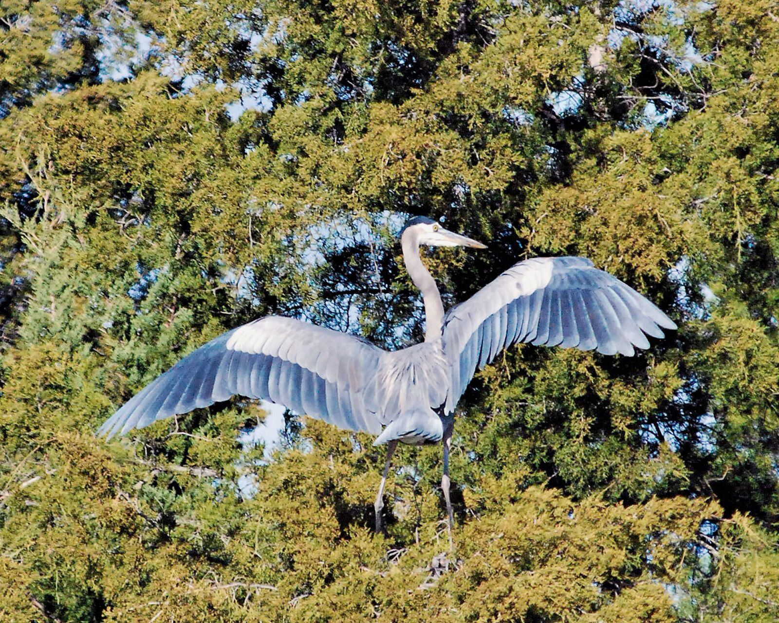 Nikon D80 sample photo. Heron, bird, plumage photography