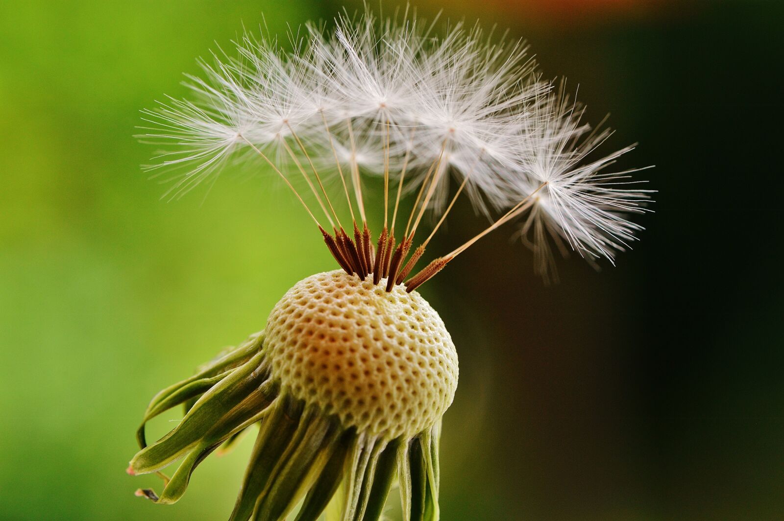 Nikon D3200 sample photo. Dandelion, plant, nature photography