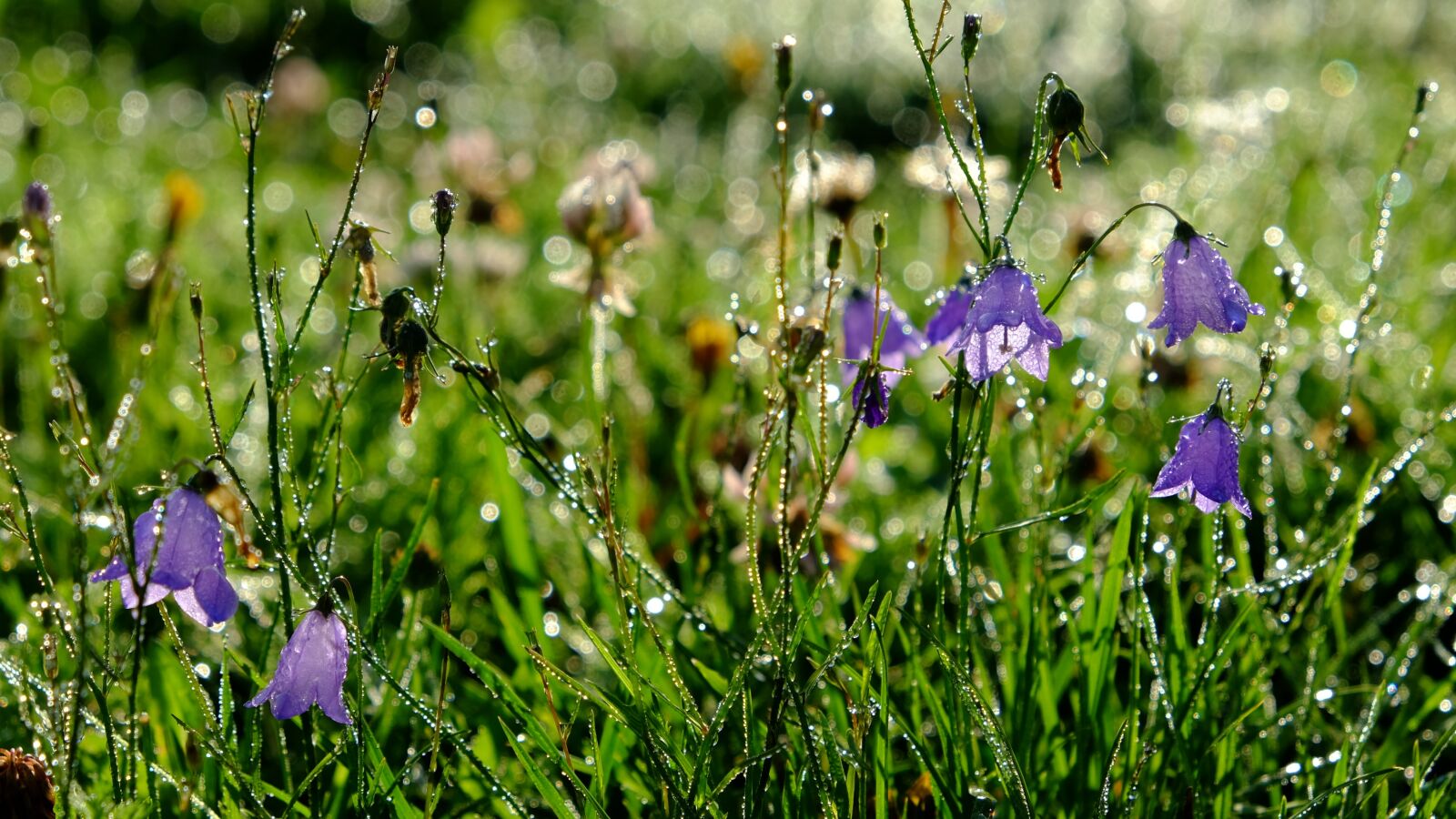 Fujifilm X-E2S sample photo. Dew, flowers, dewdrop photography