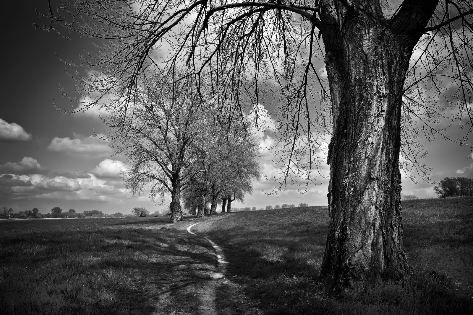 Nikon D3300 sample photo. Landscape, trees, nature photography