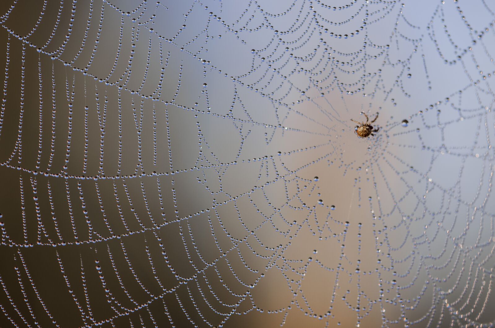 Nikon D5100 sample photo. Spider, cobweb, spider web photography