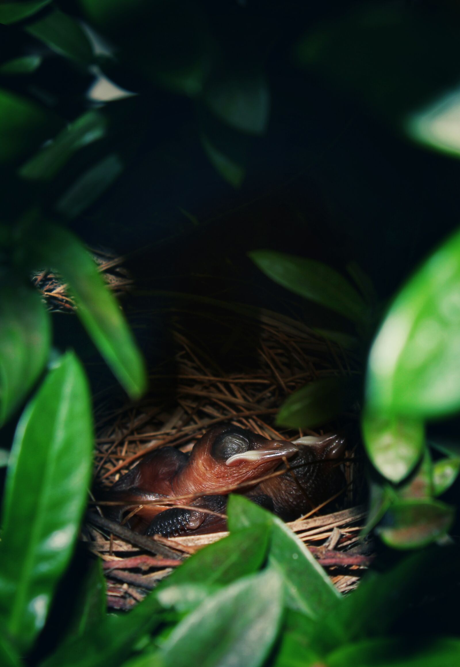 Canon EOS 2000D (EOS Rebel T7 / EOS Kiss X90 / EOS 1500D) + Canon EF-S 18-55mm F3.5-5.6 IS II sample photo. Baby bird, hatchling, wildlife photography