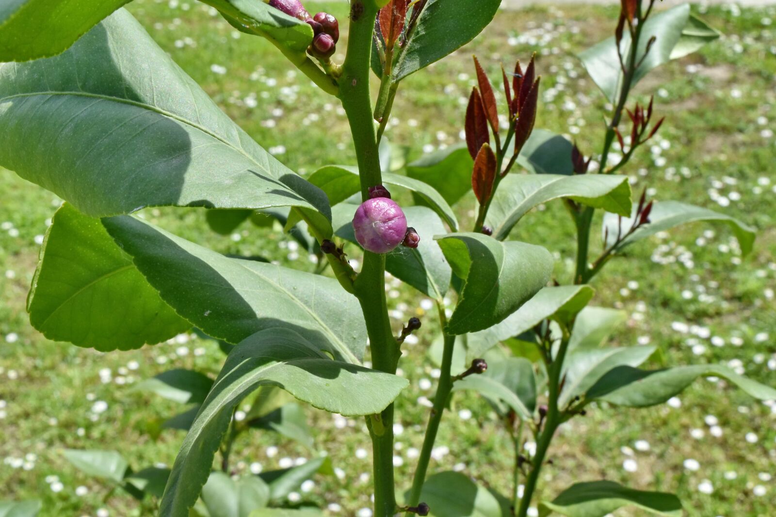 Nikon D5500 sample photo. Branches, flower bud, lemon photography