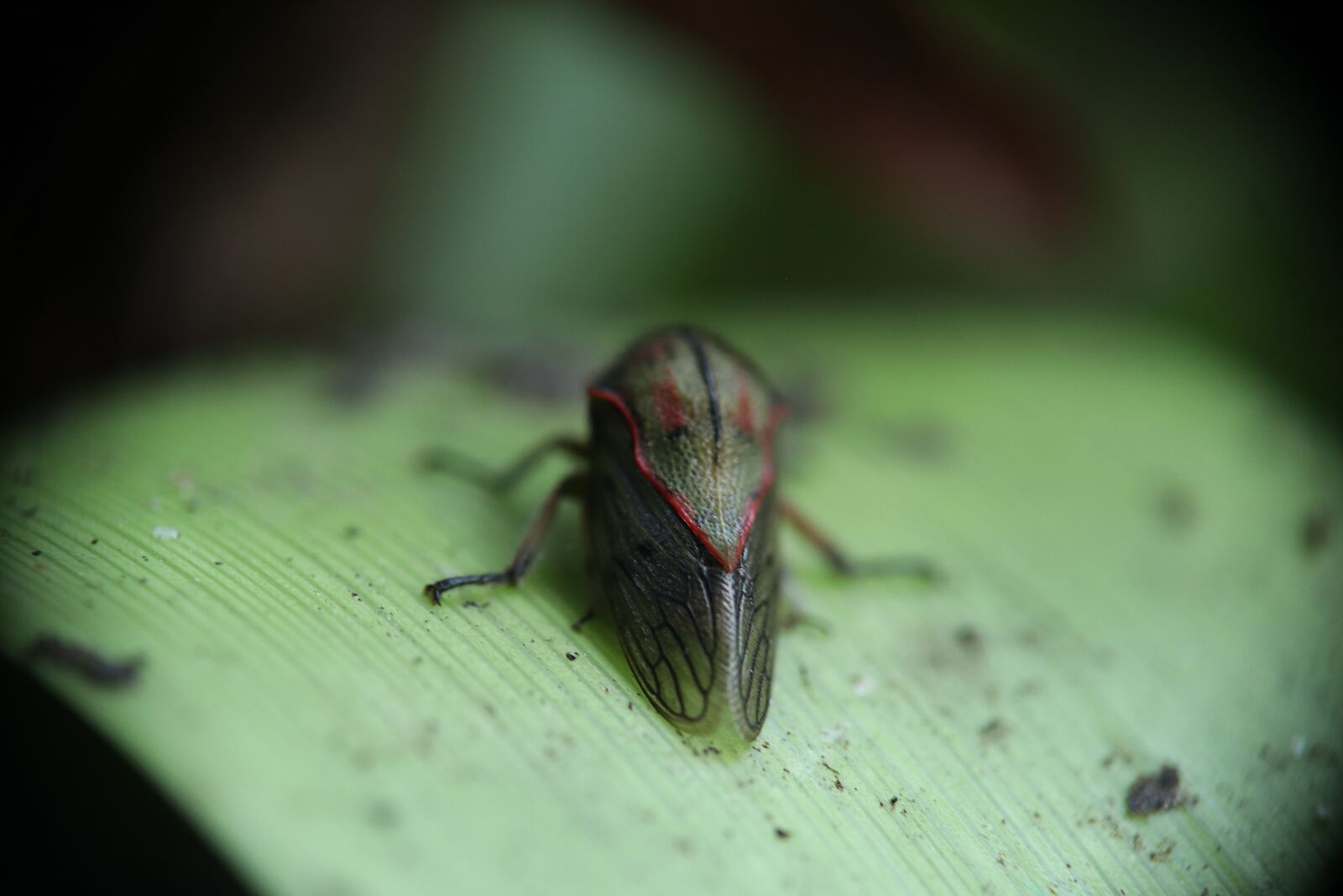 Canon EOS M50 (EOS Kiss M) sample photo. Insects, jumps leaves, nature photography