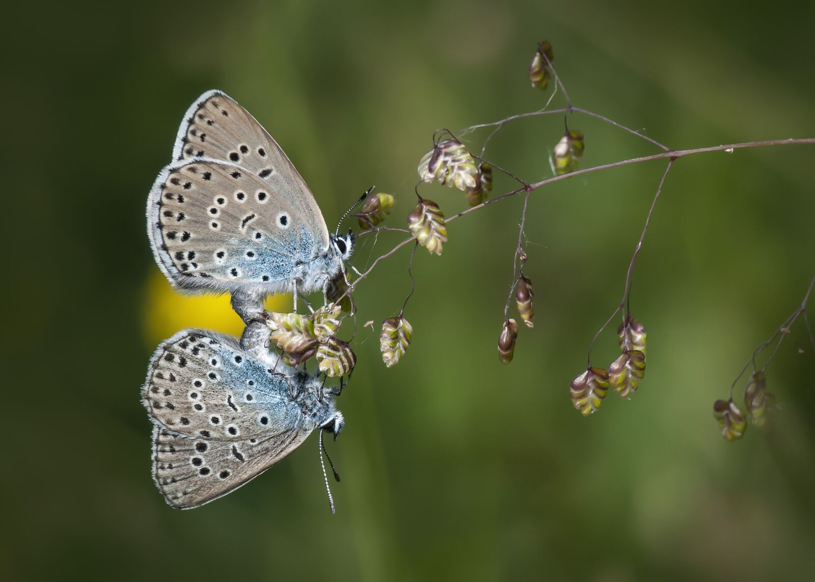 Nikon D300S sample photo. Butterfly, blue, mating photography