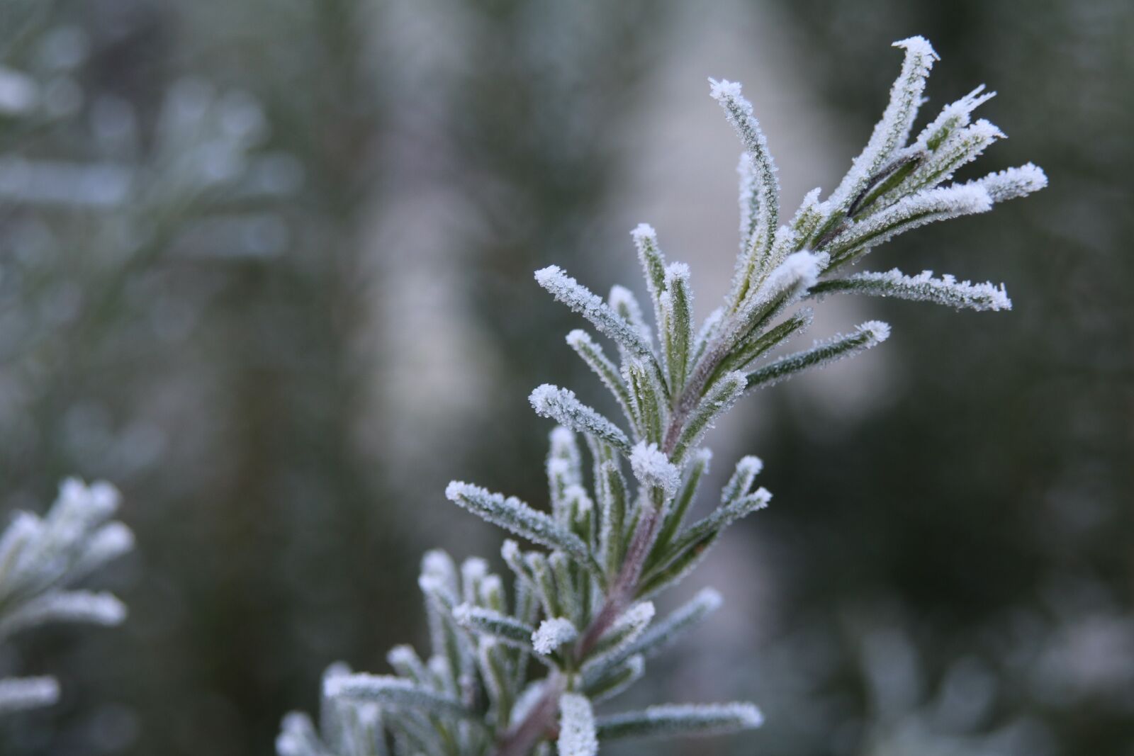 Canon EOS 750D (EOS Rebel T6i / EOS Kiss X8i) sample photo. Rosemary, frost, ripe photography