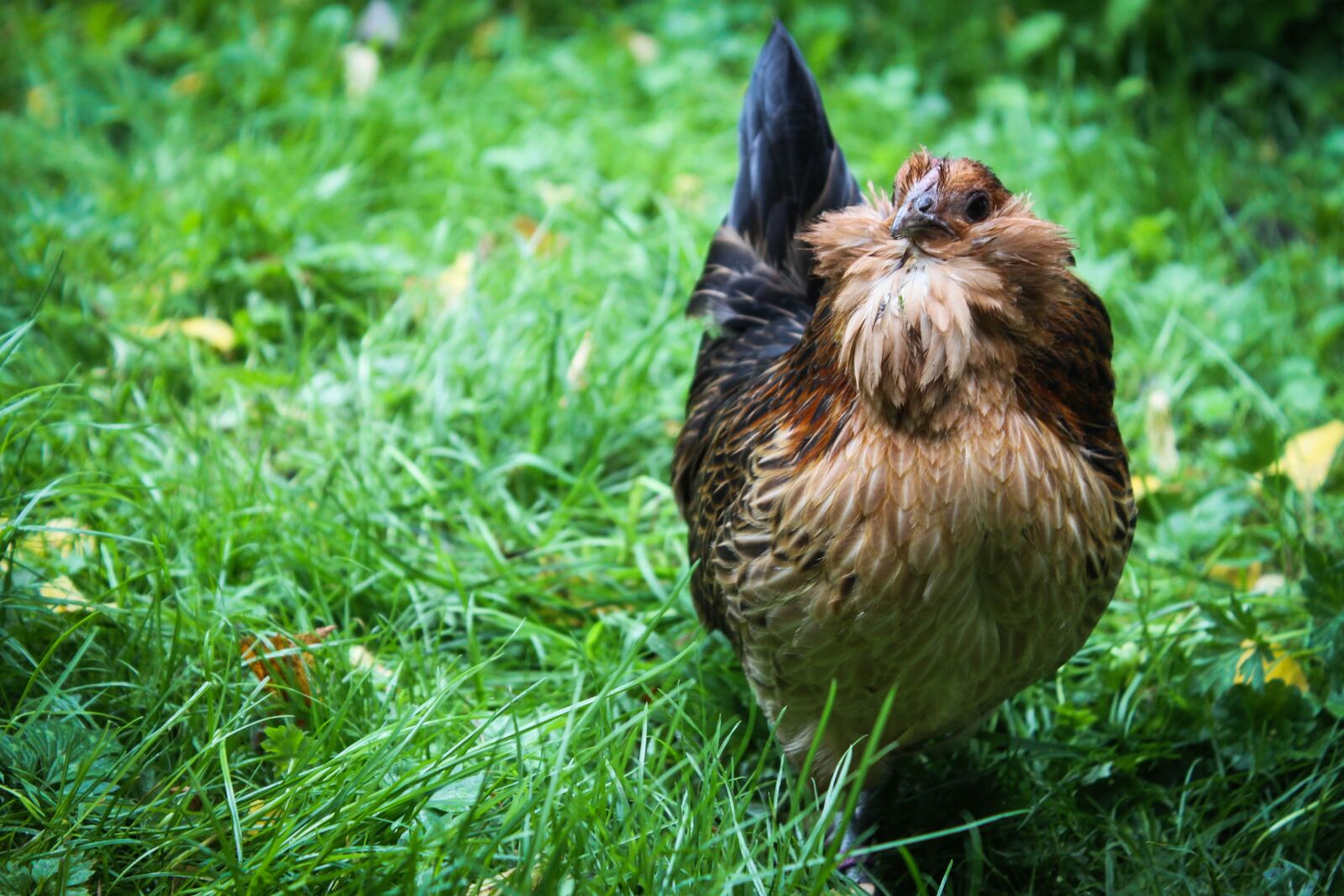 Canon EOS 500D (EOS Rebel T1i / EOS Kiss X3) sample photo. Chicken, hen, animal photography
