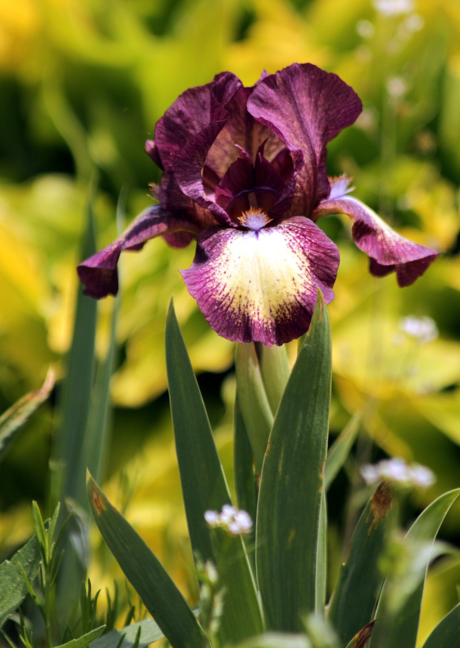 Canon EOS 650D (EOS Rebel T4i / EOS Kiss X6i) sample photo. Iris, flower, garden flowers photography