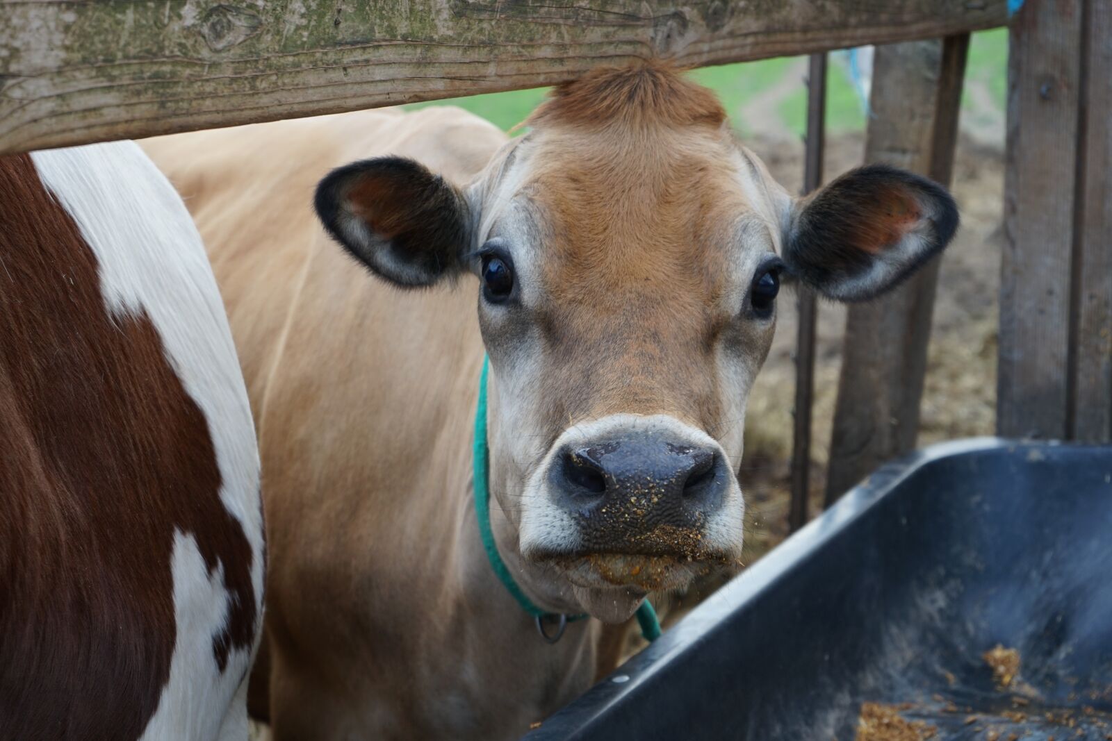 Sony a7 II sample photo. Cow, farm, animal photography