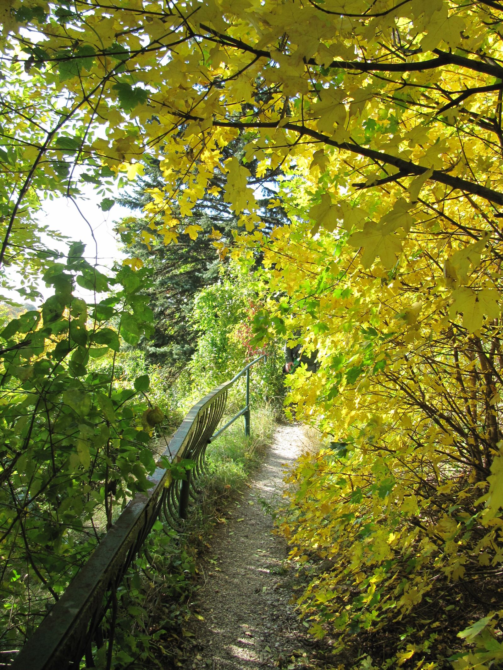 Canon PowerShot SX200 IS sample photo. Forest, away, autumn photography