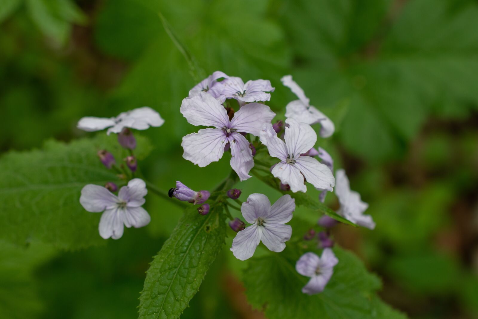 Nikon D7200 sample photo. Lunaria, flower, forest photography