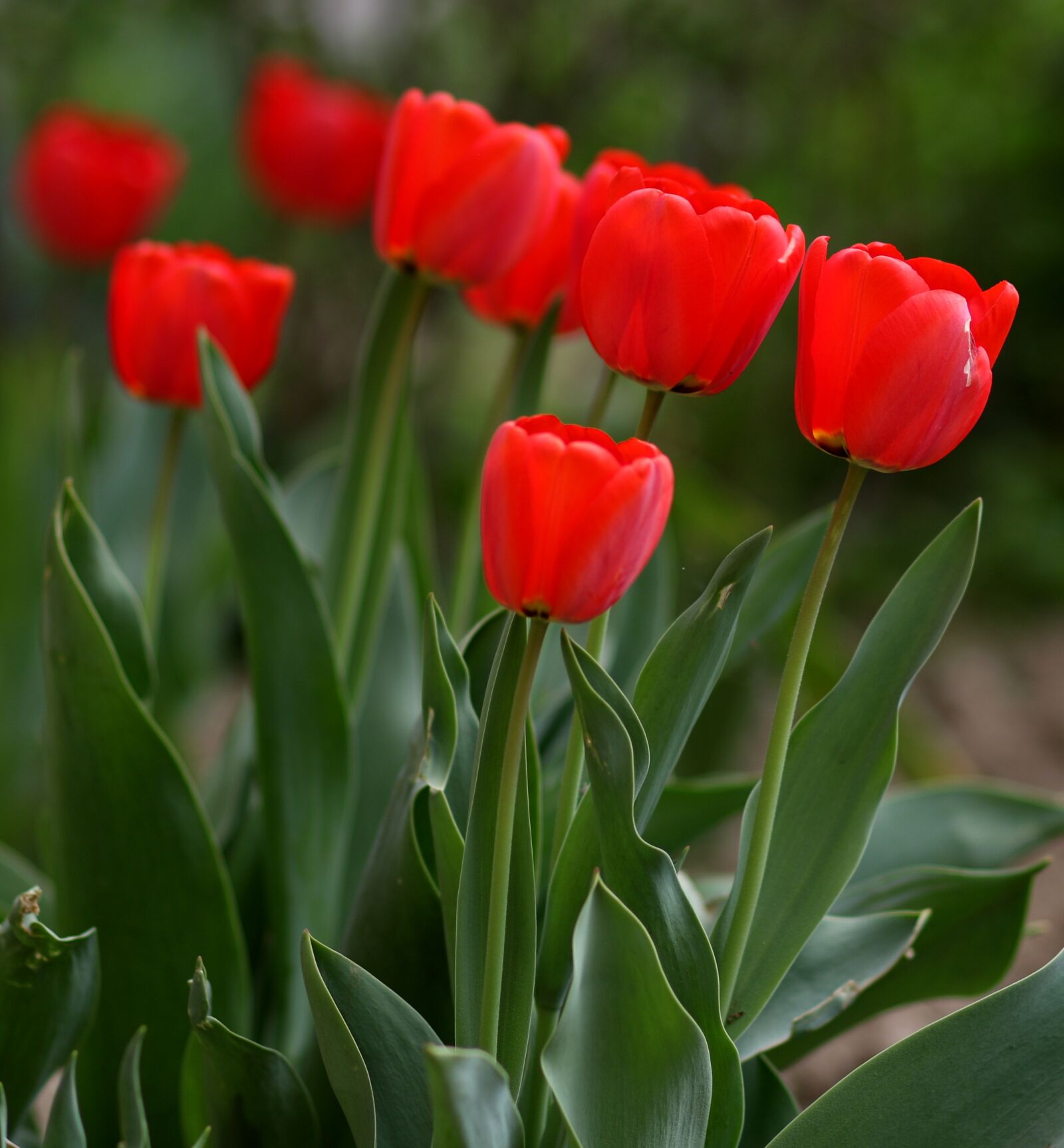 Canon EF 85mm F1.8 USM sample photo. Tulips, red, flowers photography