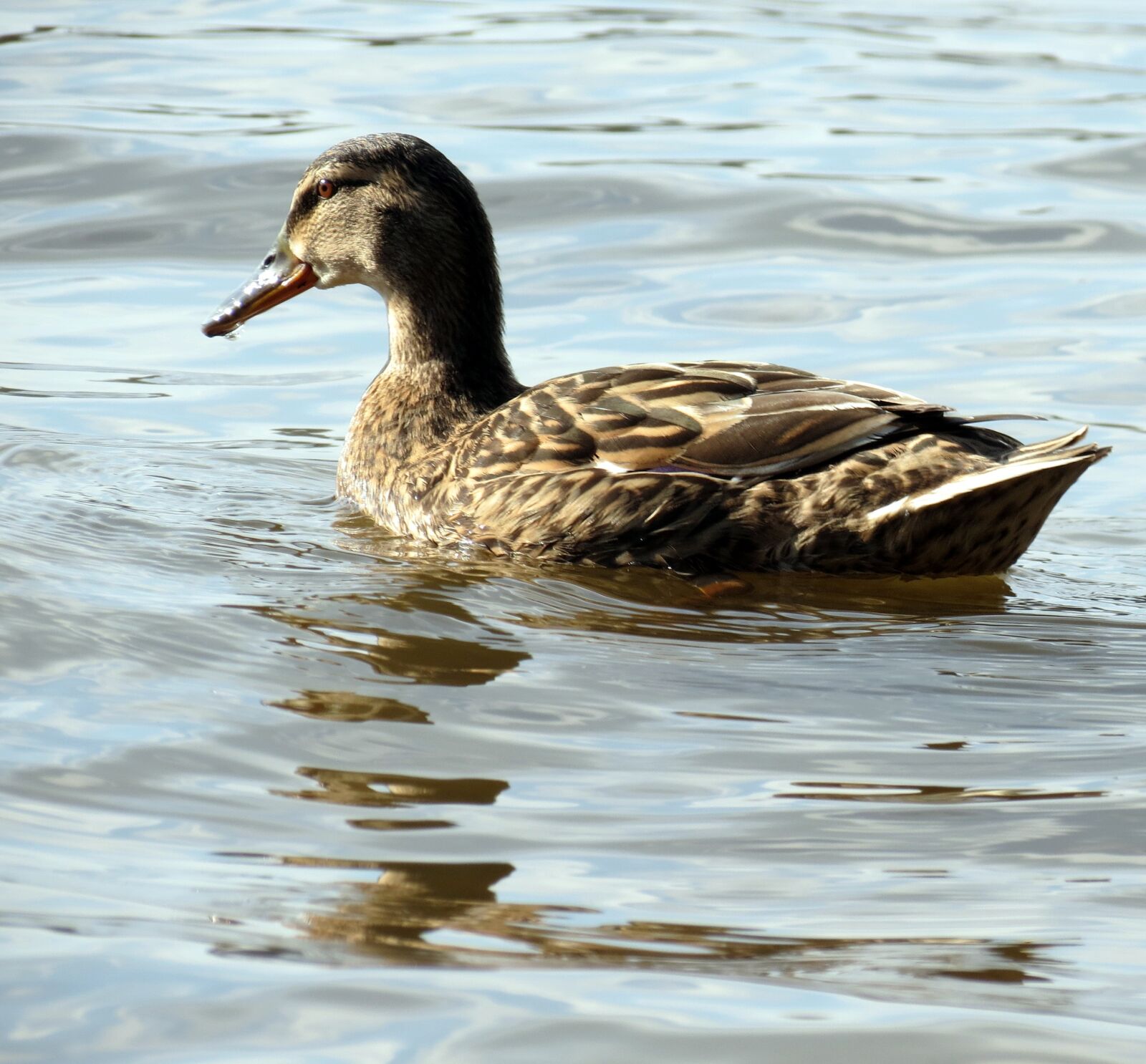 Canon PowerShot SX40 HS sample photo. British, wildlife, nature photography