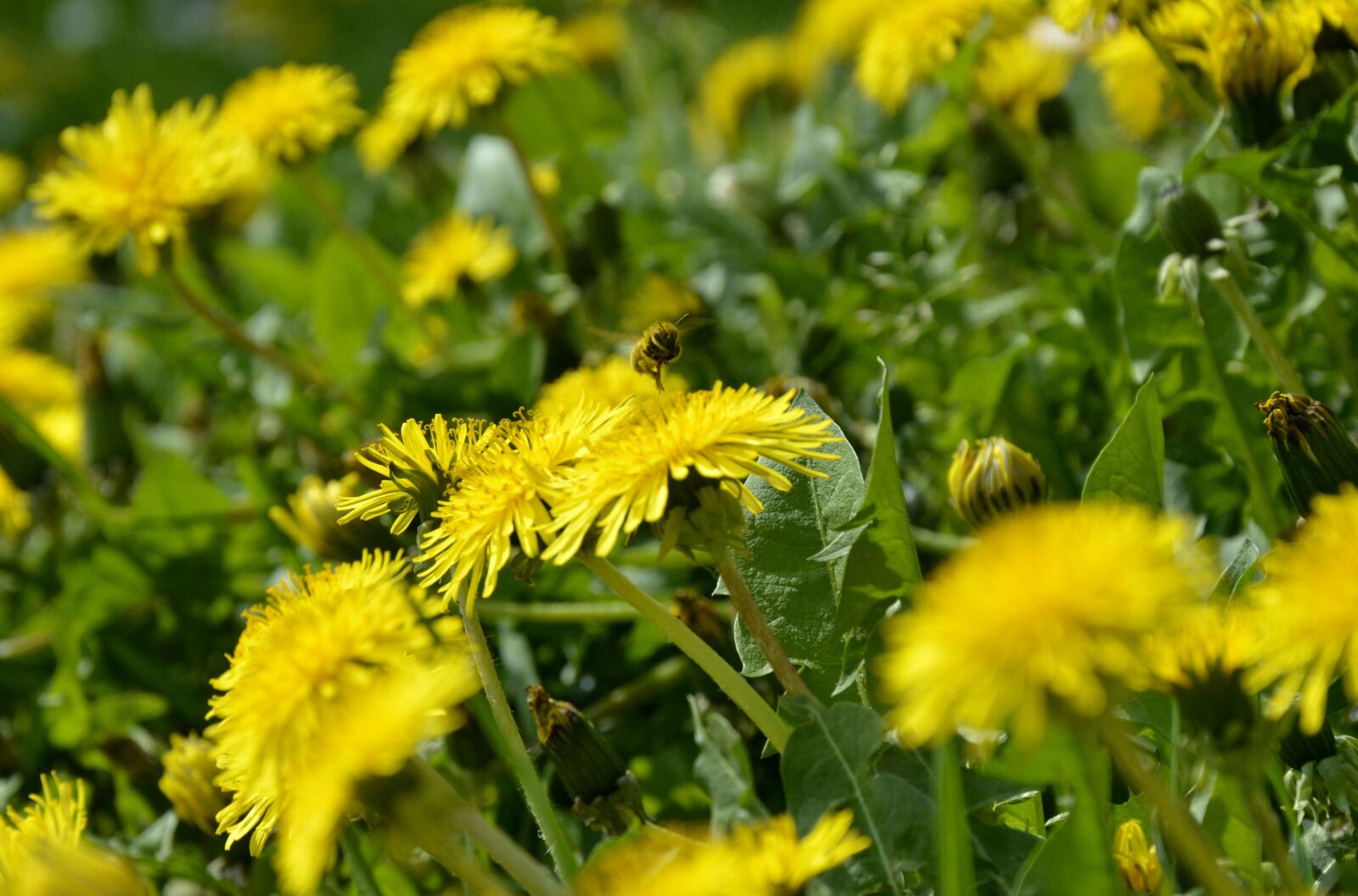 Nikon D3200 sample photo. Yellow, petal, flower, in photography