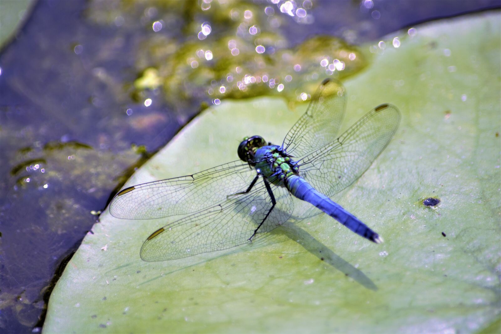 Nikon D7100 sample photo. Dragonfly, large, blue photography