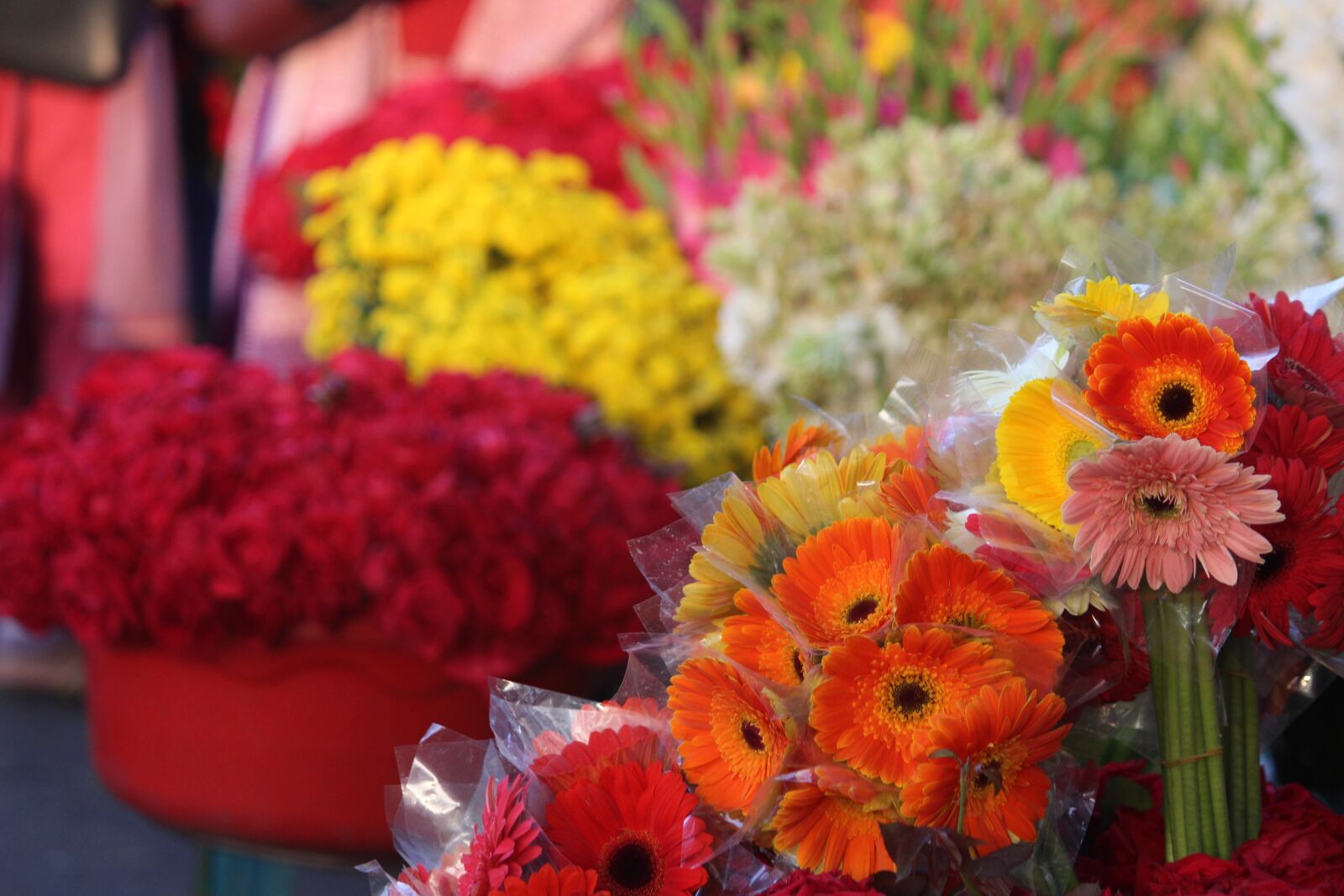 Canon EOS 700D (EOS Rebel T5i / EOS Kiss X7i) sample photo. Flower, nature, flora photography