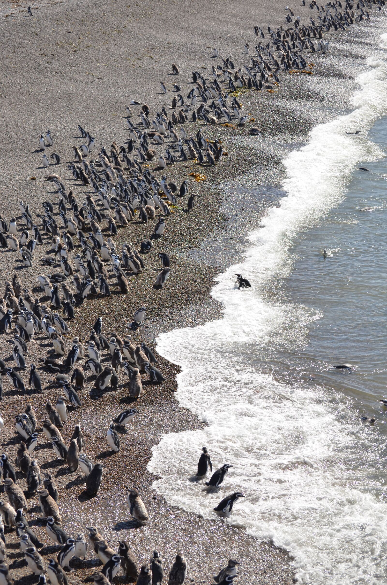 Nikon D5100 sample photo. Penguins, animals, nature photography