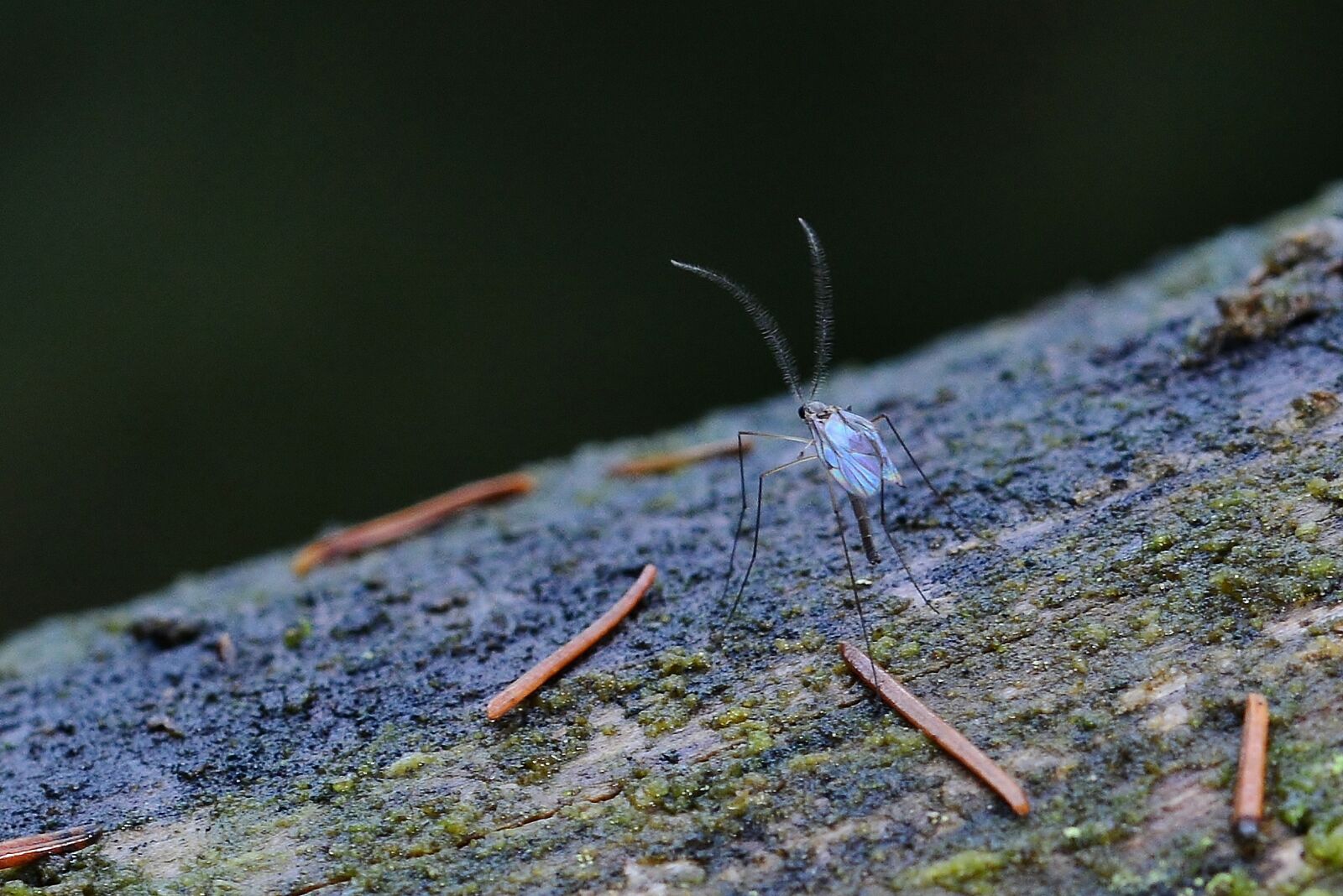 Nikon D5200 sample photo. Forest nature, mosquito, close photography