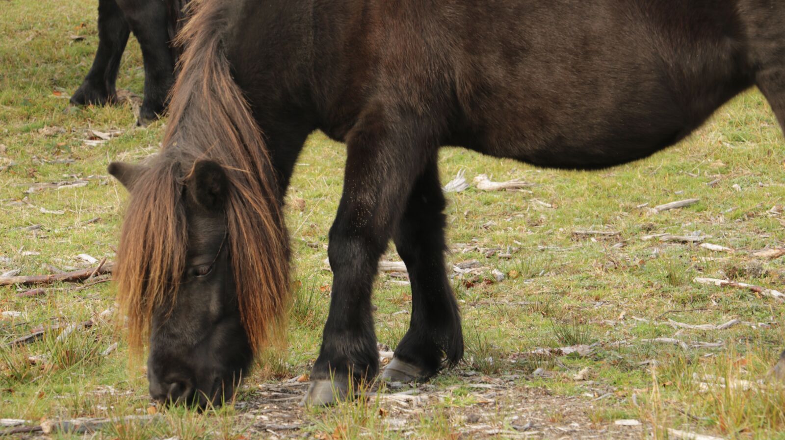 Canon EOS 750D (EOS Rebel T6i / EOS Kiss X8i) sample photo. Horse, horses, nature photography