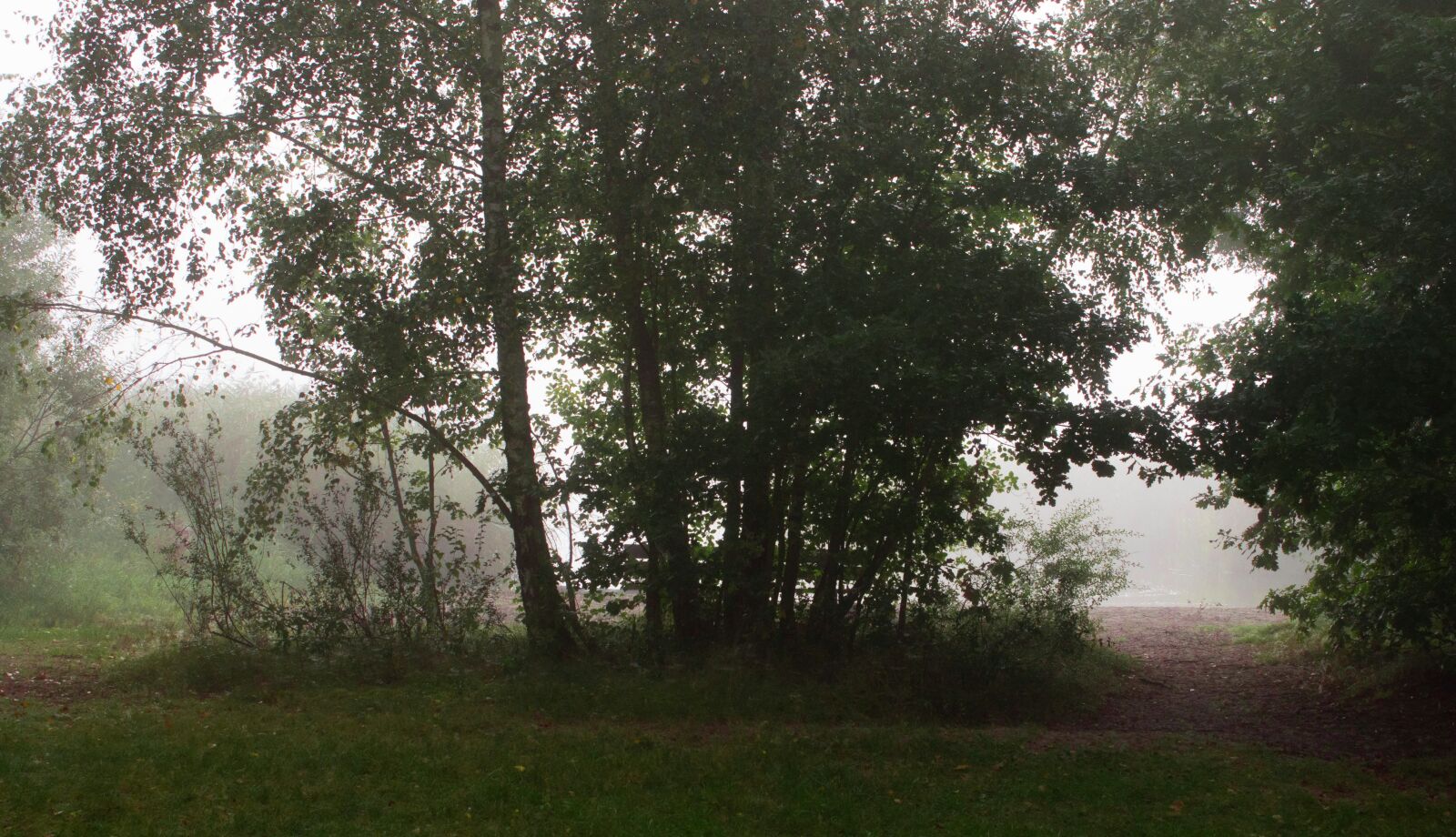 Canon EOS 7D Mark II + Canon EF-S 18-55mm F3.5-5.6 III sample photo. Morning mist, landscape, trees photography