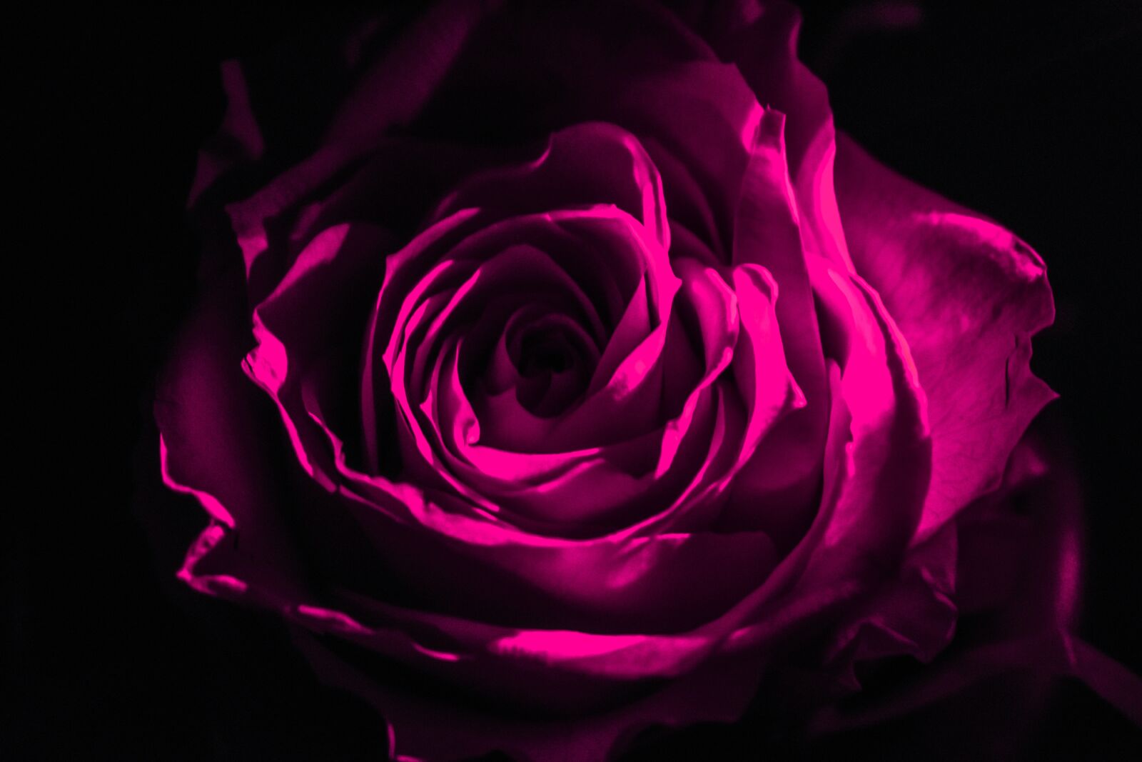 Nikon D3400 sample photo. Rosa, dark, black photography