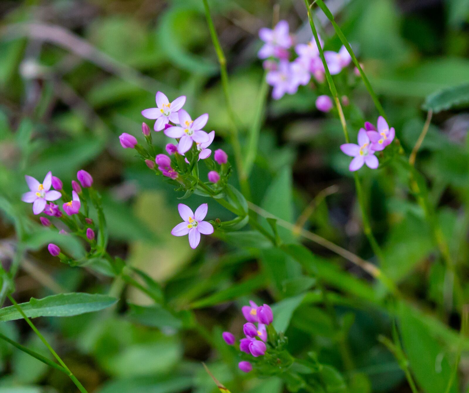 Canon EOS 5D Mark III sample photo. Centaurium erythraea, common centaury photography