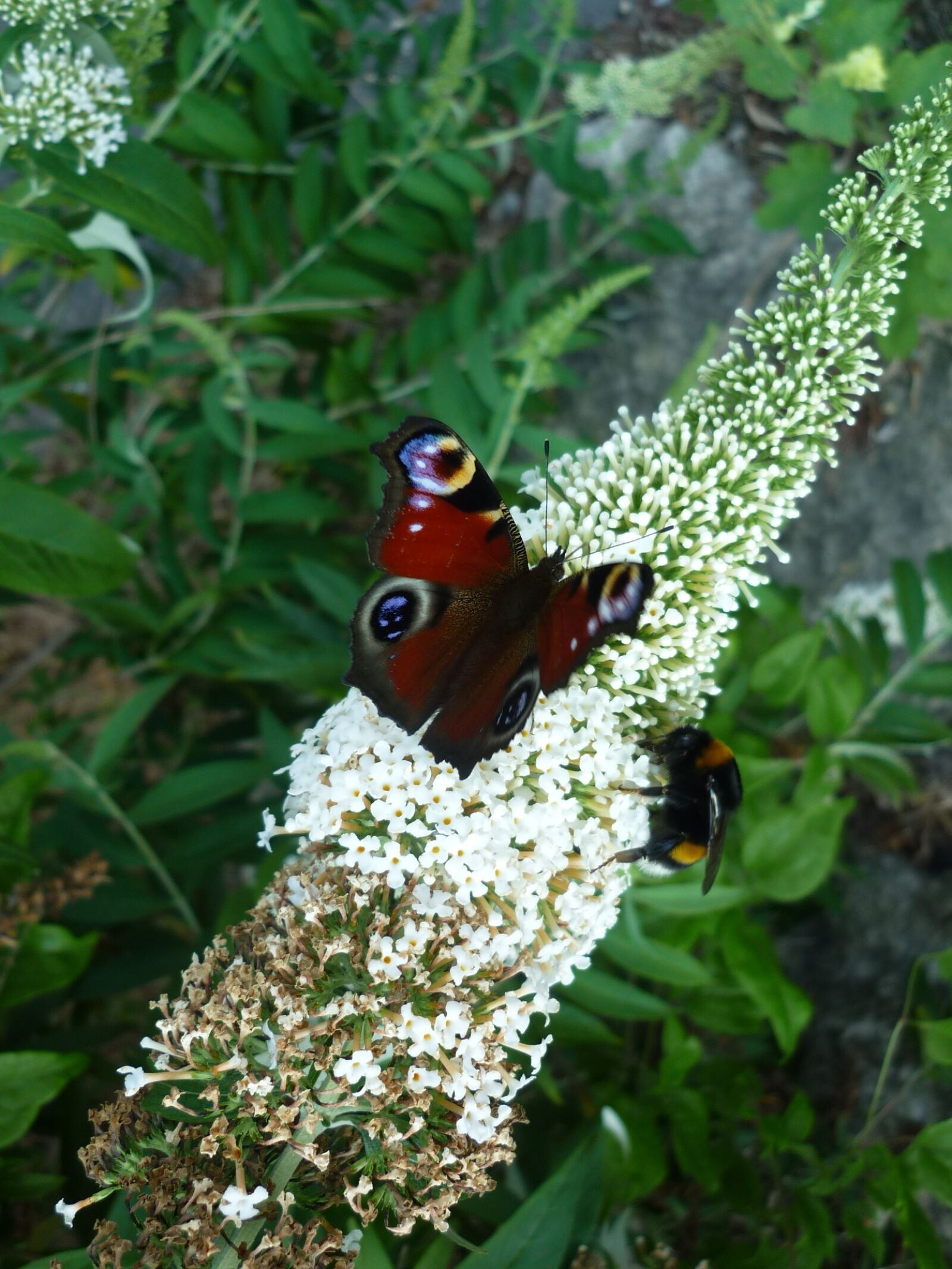 Panasonic Lumix DMC-FS6 sample photo. Peacock, nature, butterfly photography