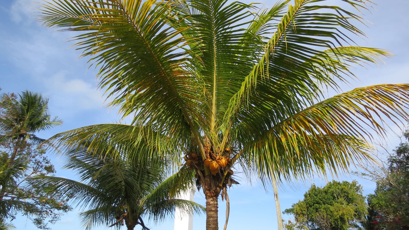 Canon PowerShot SX50 HS sample photo. Brazil, safe harbor, coconut photography