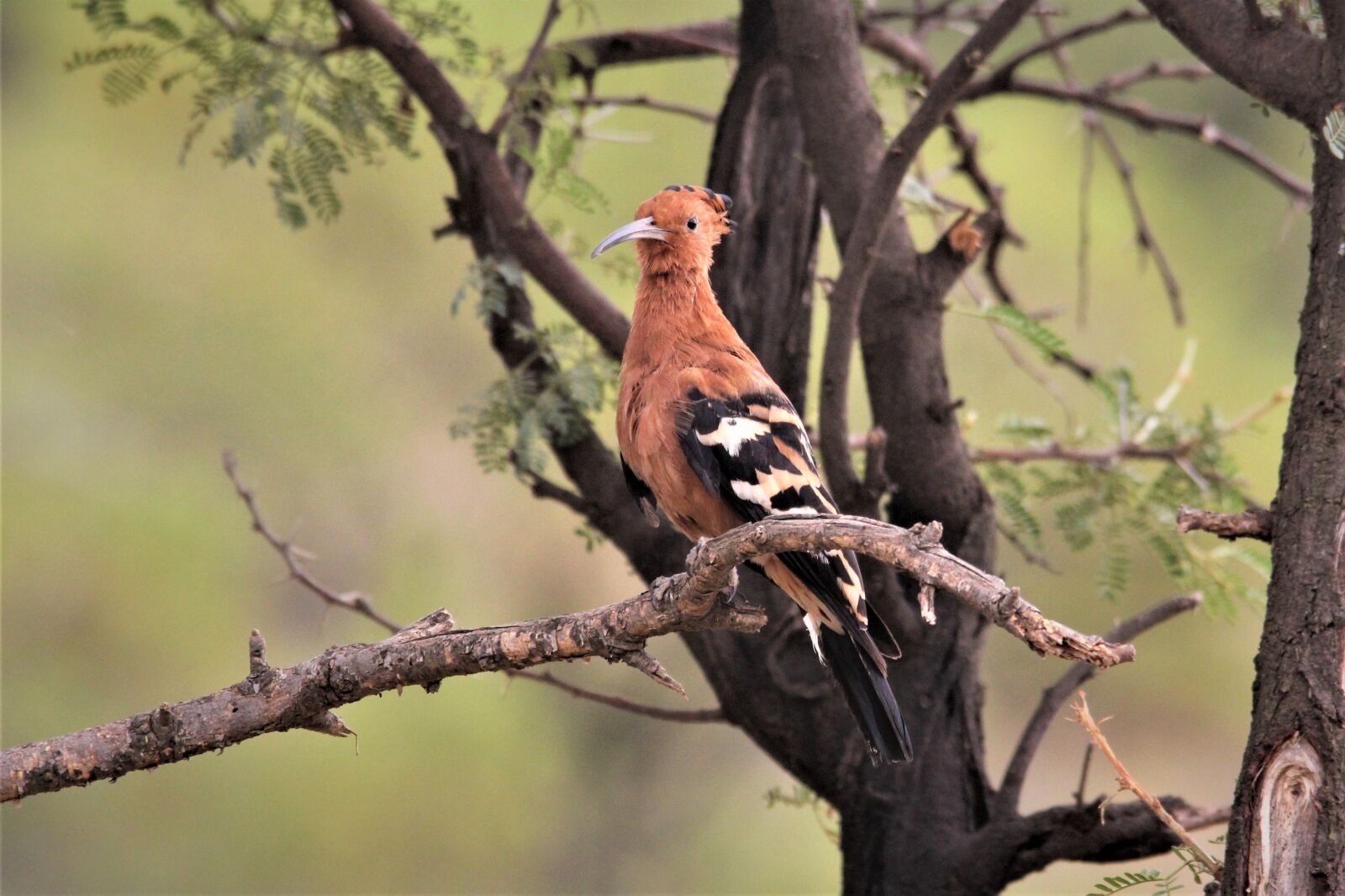 Canon EOS 60D sample photo. African hoopoe, bird, watching photography