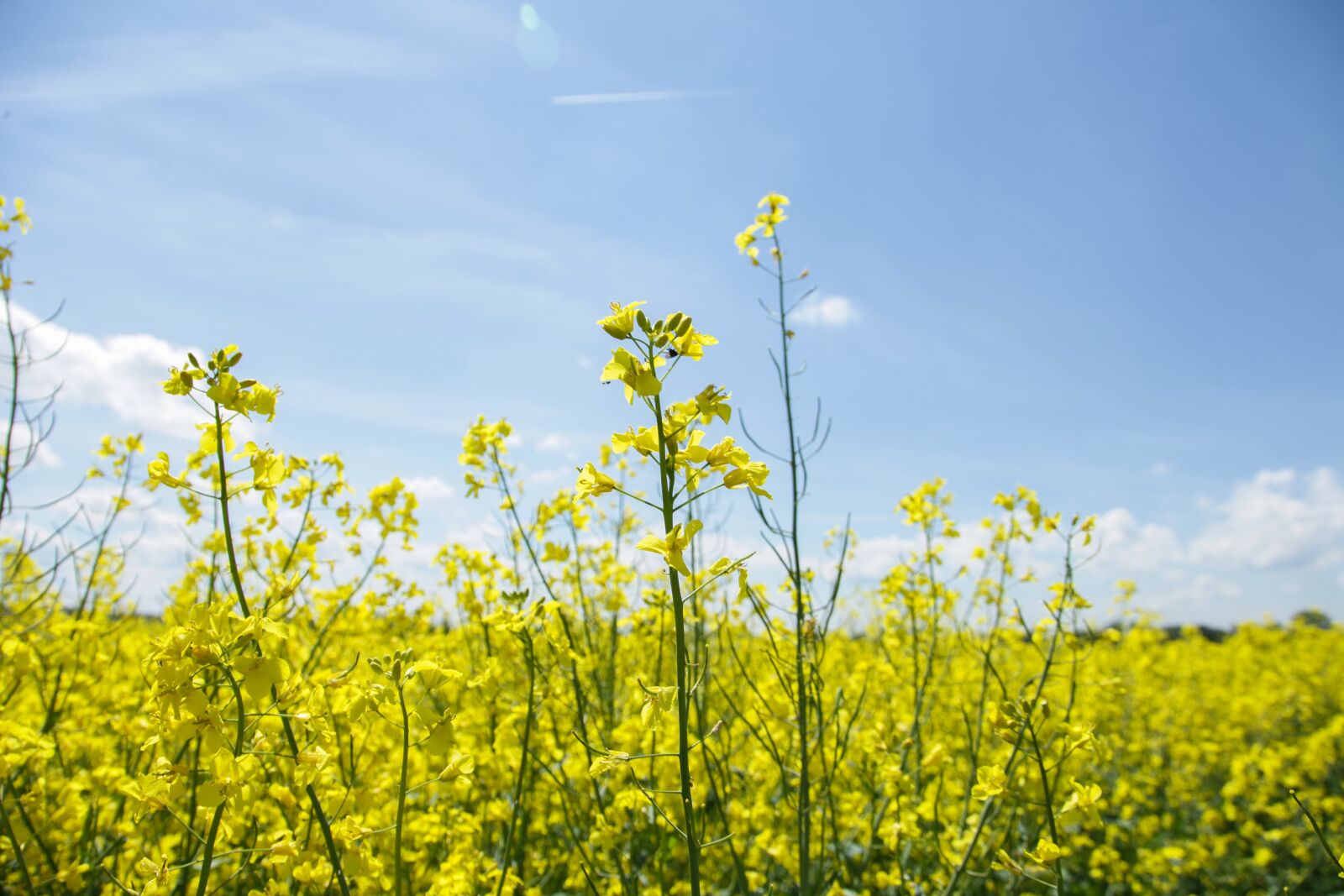 Canon EOS 5D Mark II sample photo. Field of rapeseeds, oilseed photography
