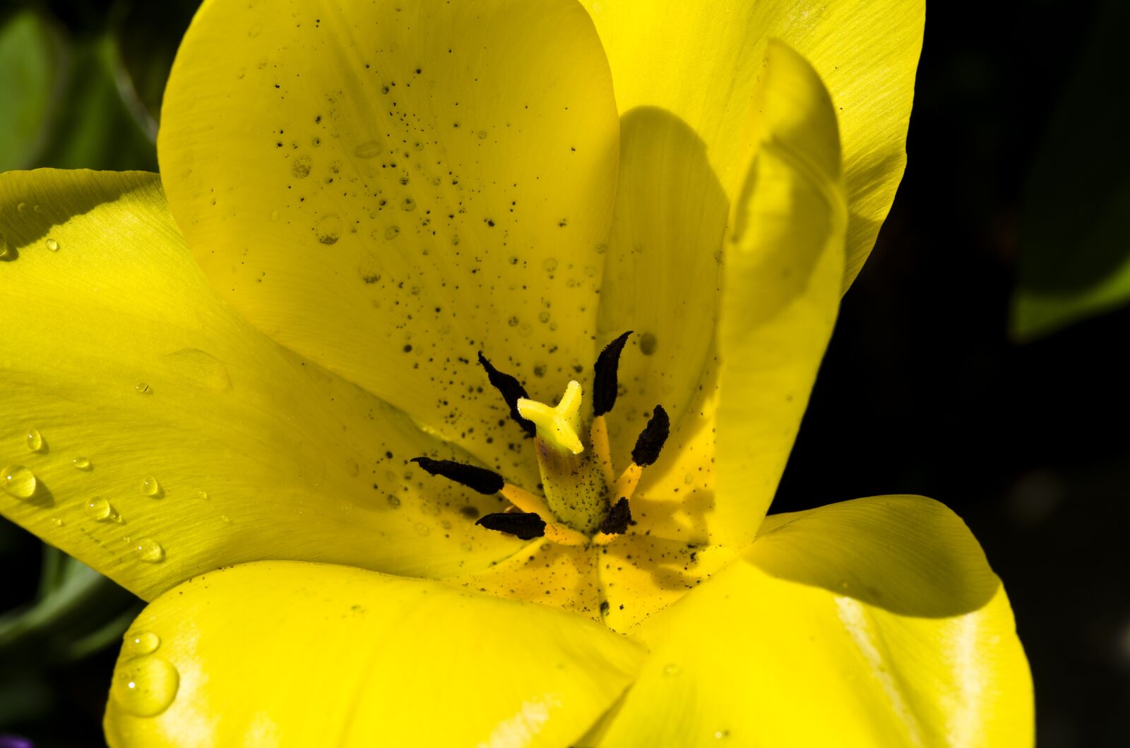 Pentax K-30 sample photo. Tulip, yellow, spring photography