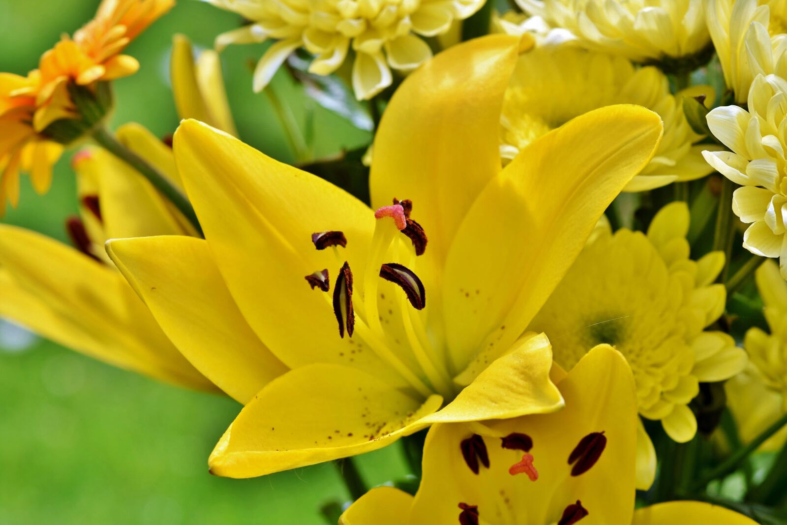 Nikon D7200 sample photo. Lily, blossom, bloom photography