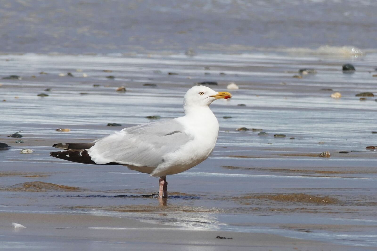 Panasonic Lumix DMC-FZ1000 sample photo. Seagull, bird, animal photography