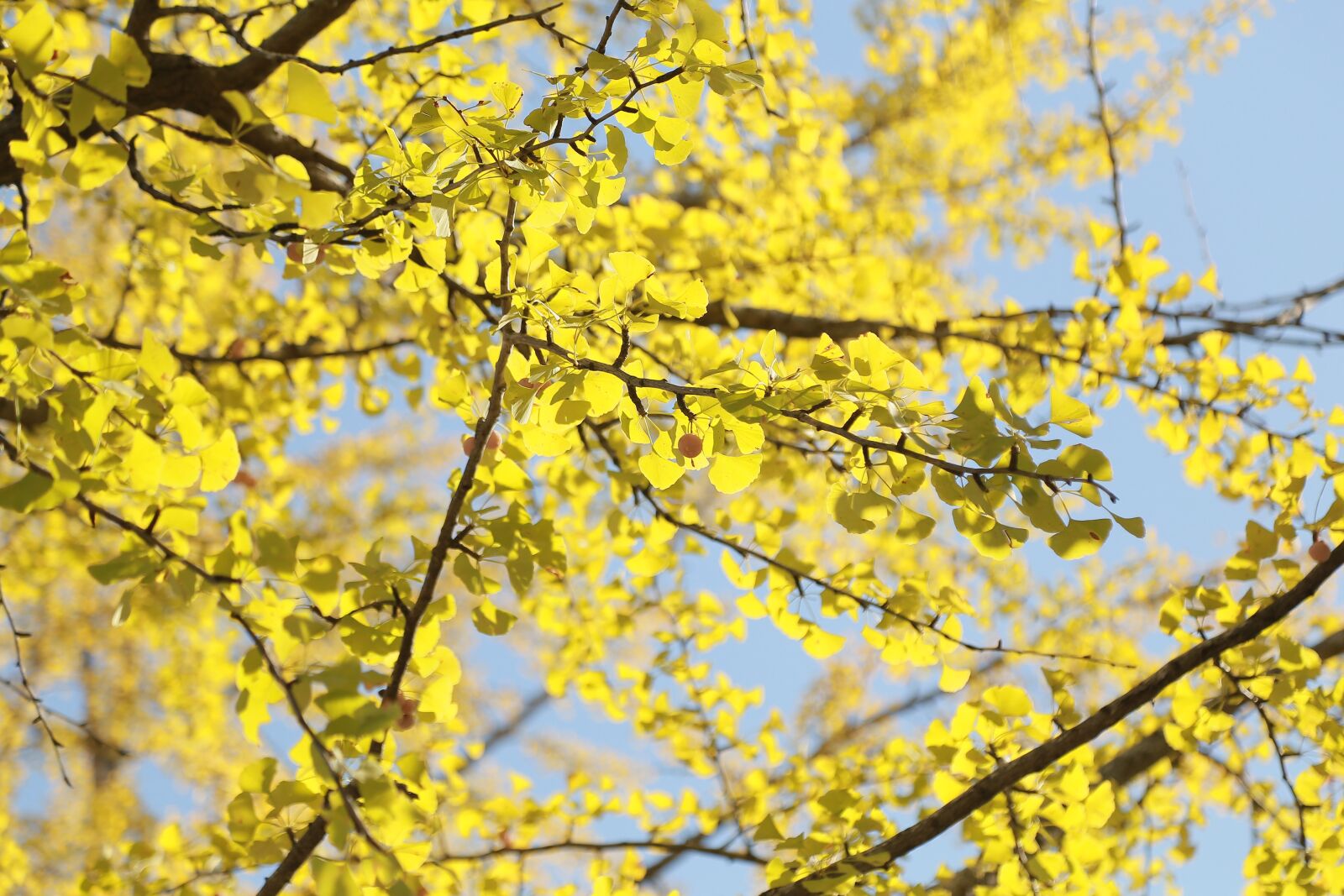 Canon EOS 6D + Canon EF 24-105mm F4L IS USM sample photo. Autumn, leaves, the leaves photography