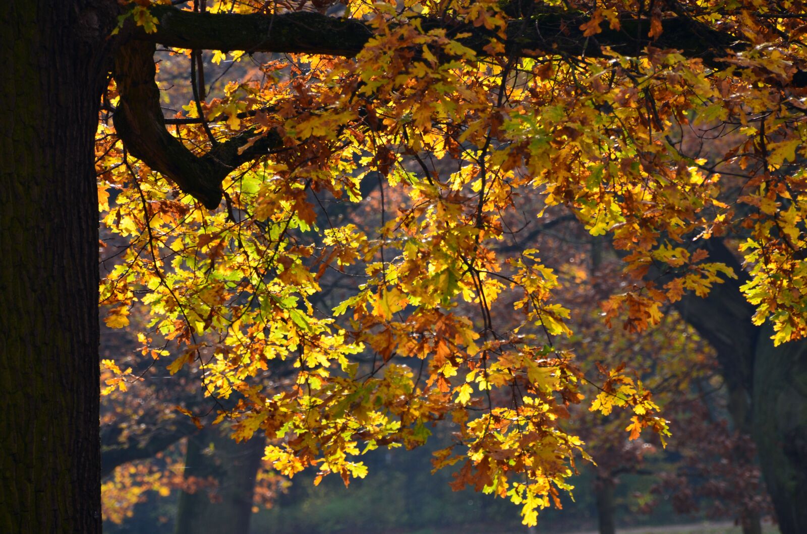 Nikon D5100 sample photo. Park, tree, fall photography