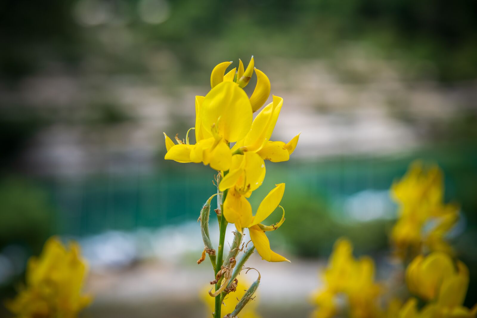 Nikon D850 sample photo. Yellow, aesthetic, aesthetics photography