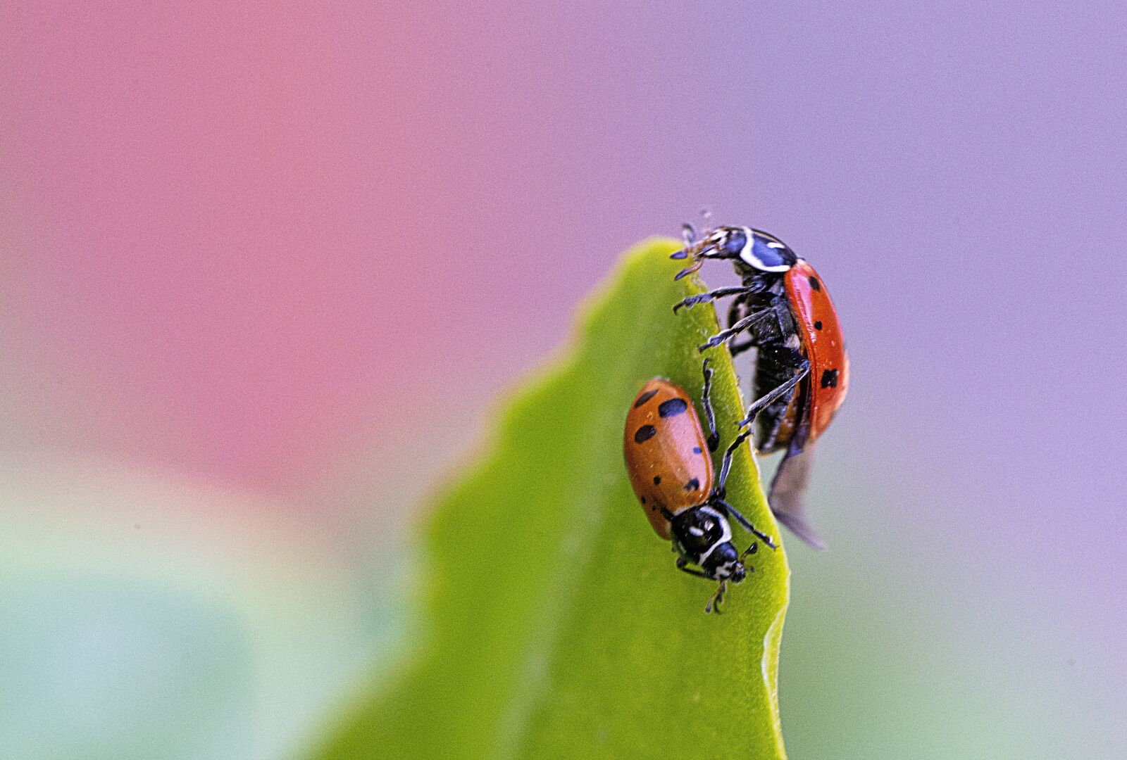 Nikon D610 sample photo. Ladybug, garden, nature photography