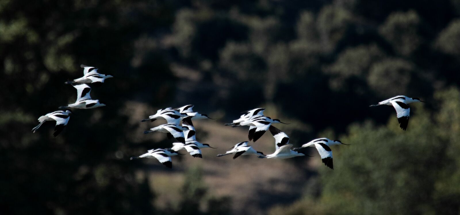 Canon EOS 7D Mark II sample photo. Avocets, flock, birds photography