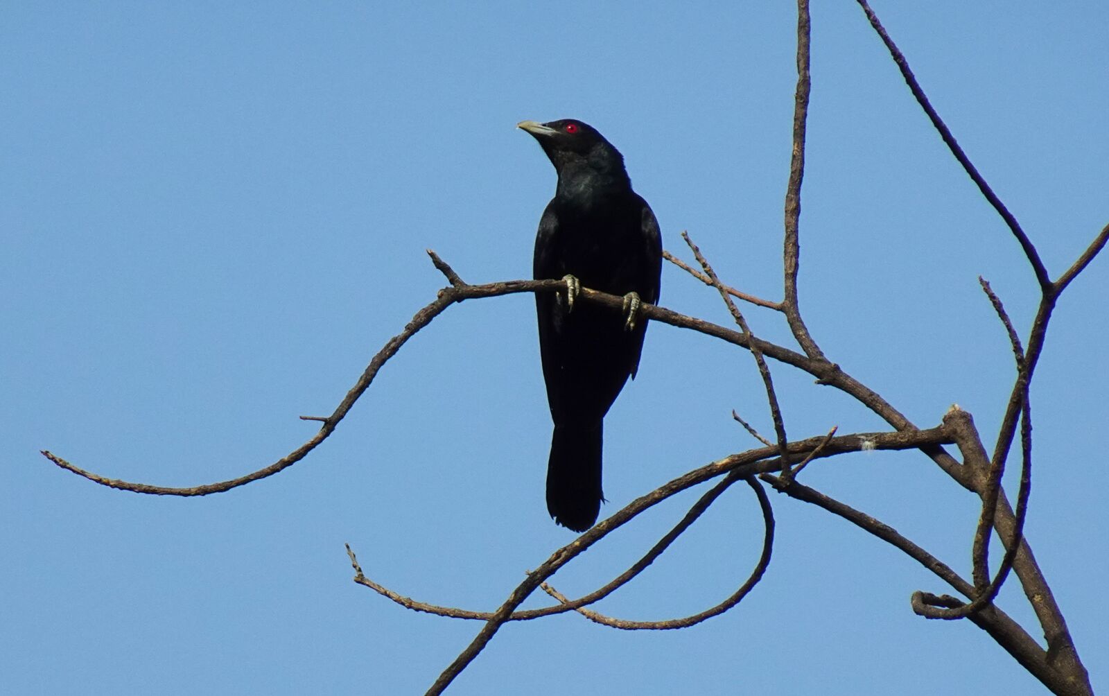 Sony DSC-WX800 sample photo. Bird, perched, branch photography