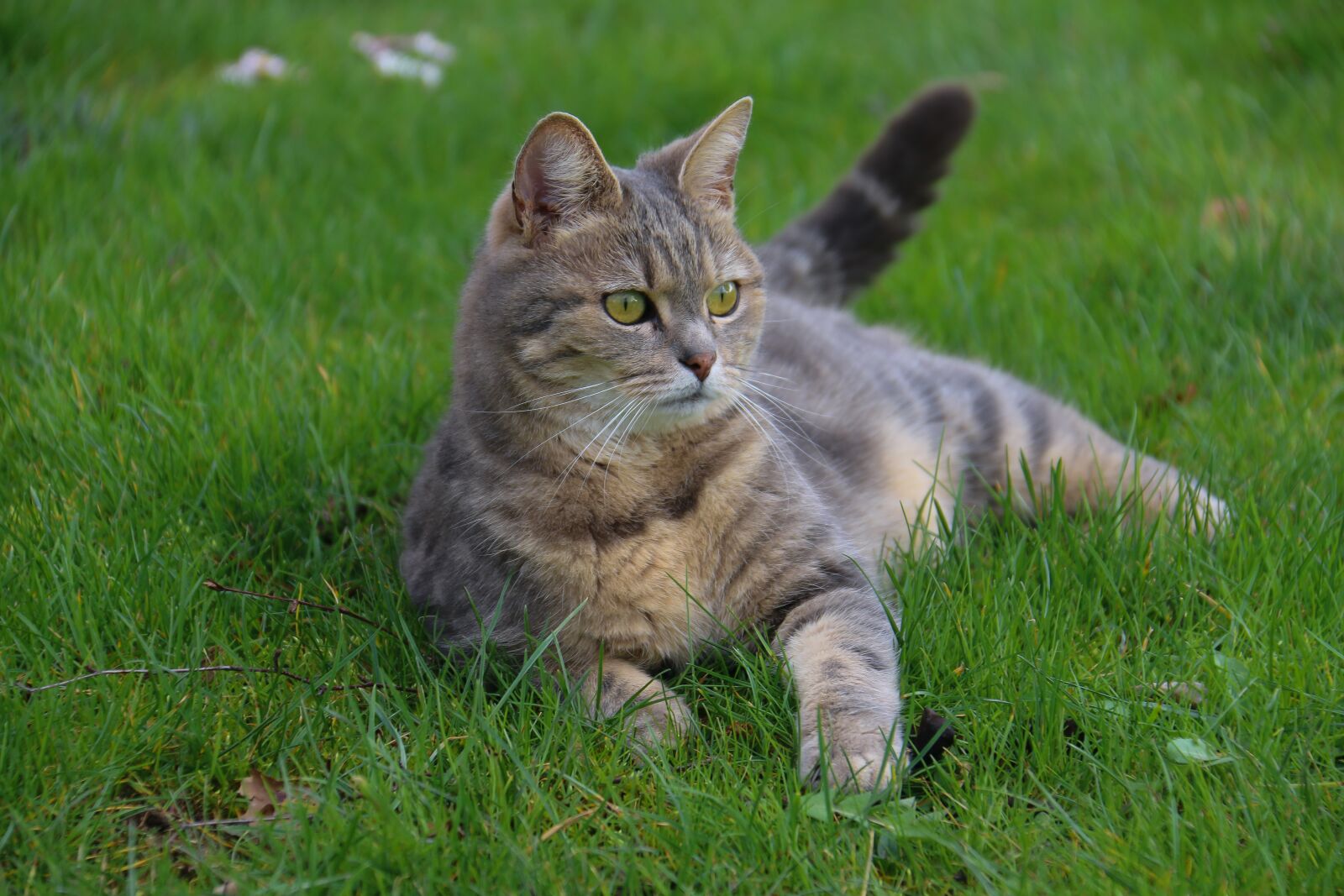 Canon EOS 70D sample photo. Cat, animal, animals photography