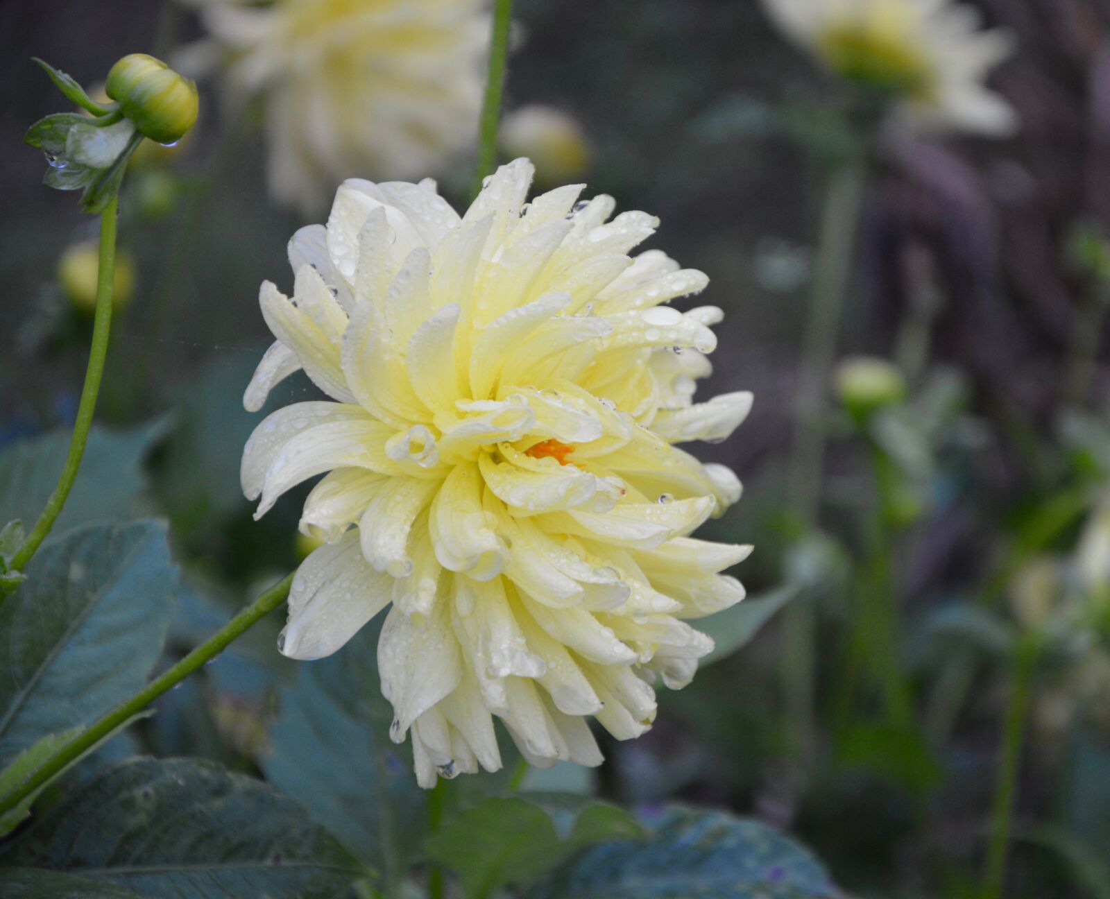 Nikon D5200 sample photo. Yellow flowers white, profile photography