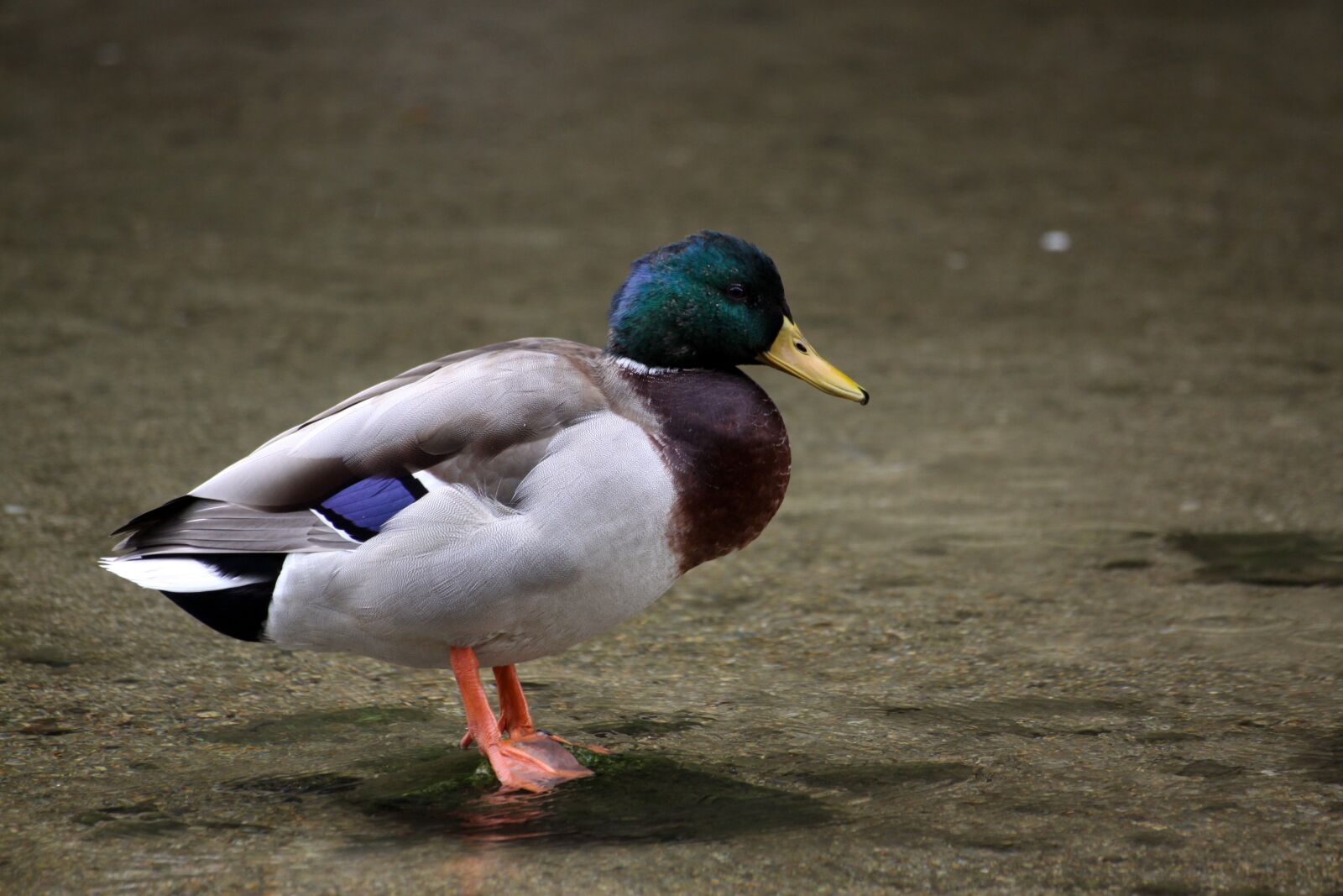 Canon EOS 50D sample photo. Mallard duck, duck, waterfowl photography