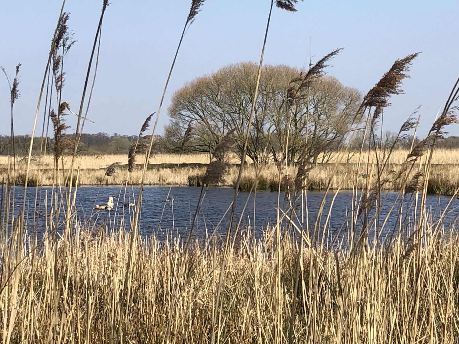 iPhone 8 back camera 3.99mm f/1.8 sample photo. Rieselfelder, nature reserve, lake photography