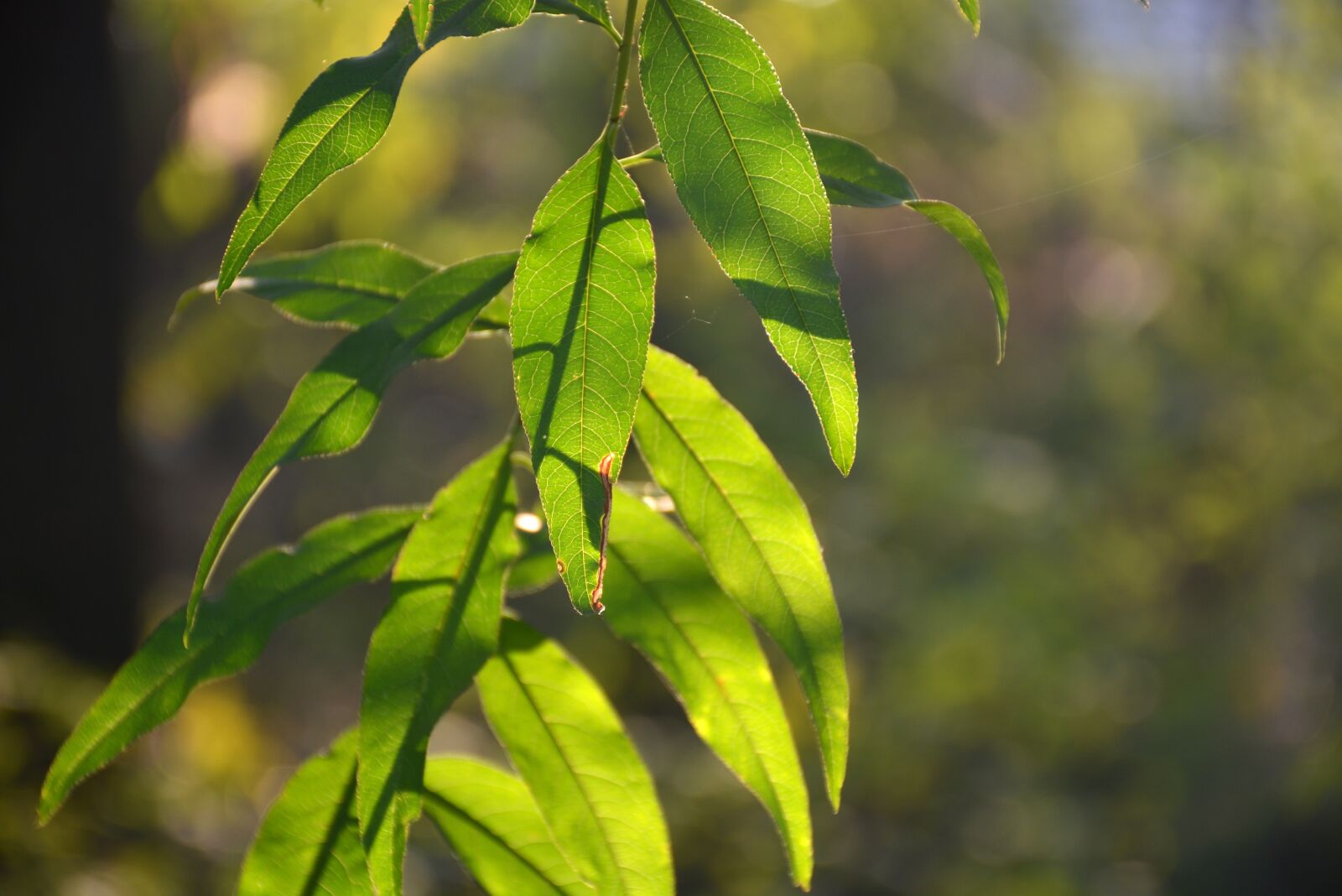 Nikon D7100 sample photo. Leaf, light and shadow photography