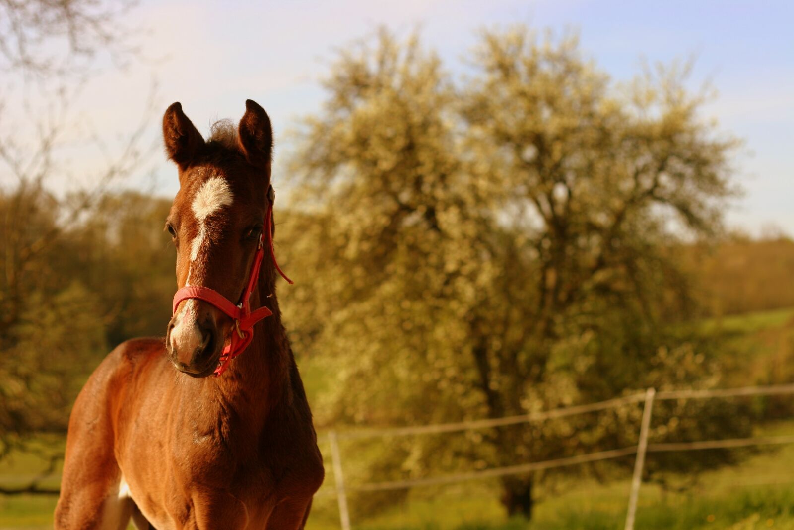 Canon EOS 20D sample photo. Foal, chestnut, horse photography